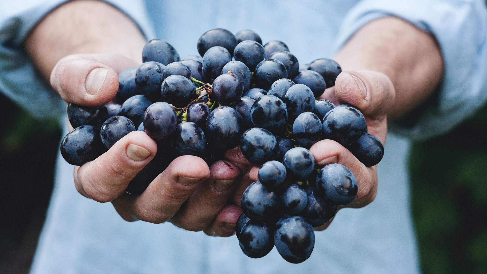 Crus Bourgeois Du Médoc Raises Environmental Standards